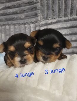 Yorkshire Terrier Biewer - Bremen