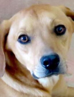 Farrell -auf der Strasse geboren- - Oldenburg