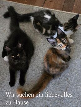 Wunderschöne Maine Coon Kitten mit herausragendem Stammbaum - Roggwil BE