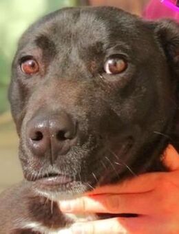 TOBY träumt vom eigenen Zuhause - Gefrees