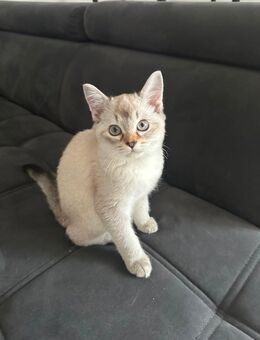 Kitten abzugeben - Velbert
