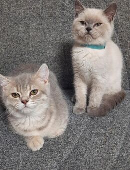 Noch 2 kleine Britisch Kurzhaar Katerchen zu verkaufen - Bennewitz