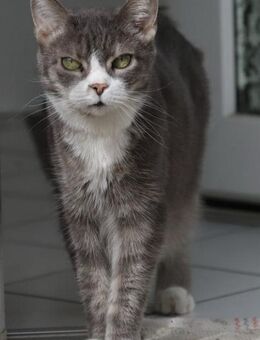 Liebevolle Katze sucht liebevolle Eltern. - Hamburg