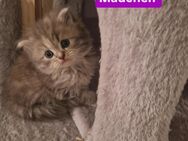 Main Coon Perser Mix Kitten - Nürnberg