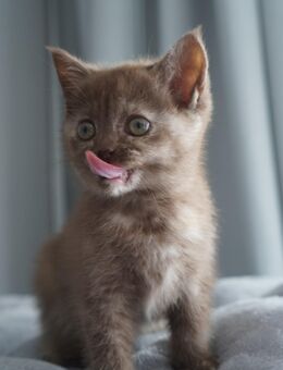 Ab sofort Abzugeben BKH Kitten in Braun Mädchen - Dortmund