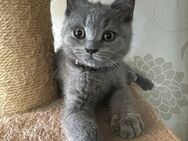 Bkh Kitten Junge - Büren
