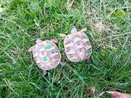 Griechische Landschildkröten - Nersingen