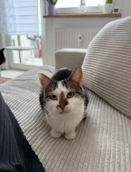 Oliwia- sucht Sicherheit - Hochheim (Main)