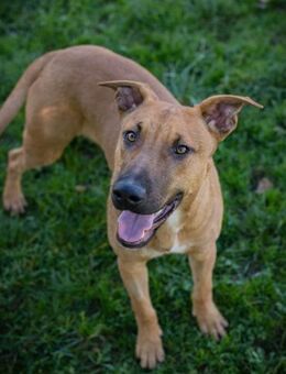 DJEGO - verspielt, aktiv und verträglich - Overath