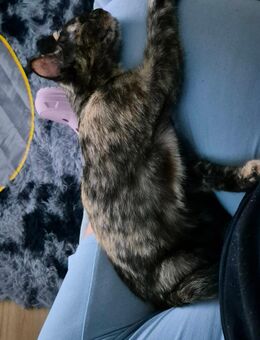 2 katzen mädchen 4½ Monate jung + gesamtes zubehör - Leipzig