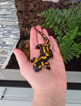 Feuersalamander mit Terrarium - Wetzlar