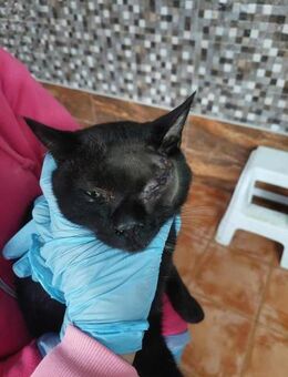 Schmusekater Nero - Eichenzell