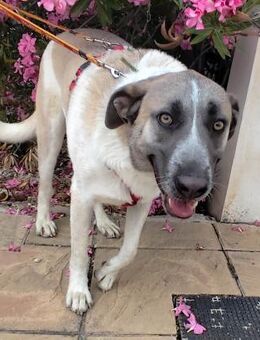 Dobby; die Seele eines Eremiten - Geilenkirchen