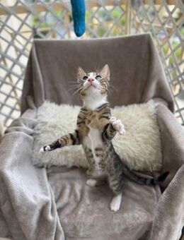 Whiskey - klein und frech - Kirchheim (München)