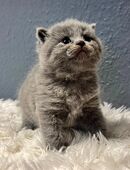 Reinrassige BKH Kitten in 09212