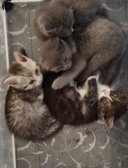 Süße BKH Kitten abgabe bereit - Brühl (Nordrhein-Westfalen)
