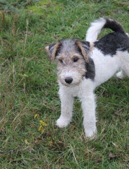 Foxterrier/Drahthaar Welpen mit Ahnentafel - Landesbergen