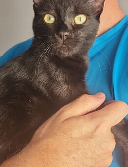 Herzensbrecher Pancho sucht Home - Bad Camberg