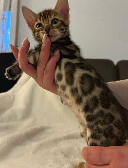 Reinrassige Bengal Kitten - Laufach