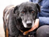 Ingela- liebe, ältere Hündin sucht Heim - München