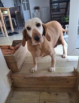 Gnadenplatz gesucht - Arnsberg