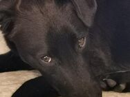 Tulipano 💙💙💙 Hundekind sucht Zuhause - Herxheim (Landau)