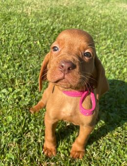 Magyar vizsla welpen mit ahnentafel - Deggendorf