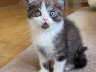 BKH Kitten Weibchen abzugeben - Ortenberg (Hessen)