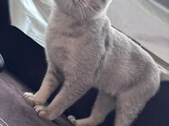 BKH Kater - Ulm