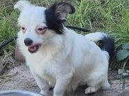 3 wundervolle Chihuahua Langhaar Junghunde - Heltersberg