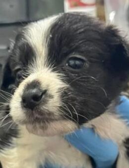 süße, kleine RUMI sucht ihre Familie - Kallmünz