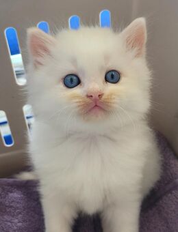 Ragdoll Kitten zu vergeben - Andernach