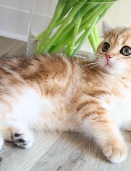 Reinrassige BKH Katze ny22 black golden tabby mit Stammbaum - Hof