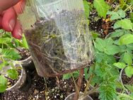 Tomaten und Peperonipflanzen zu verkaufen - Witten