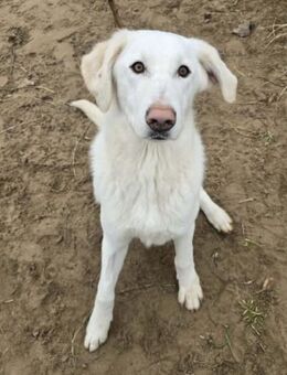 Cuki - unternehmungslustige Kuschelmaus - Köln