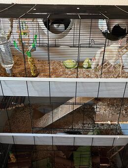 Vier Ratten Weibchen - Wuppertal Zentrum