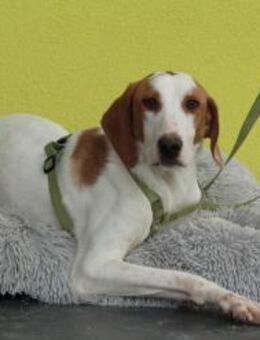 Cooper sucht sein neues zu Hause .... - Hagen (Stadt der FernUniversität)
