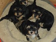 wunderschöne Yorkshire Terrier Welpen - Rudelzhausen