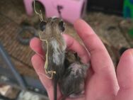 Degu Jungtiere - Süßen Zentrum