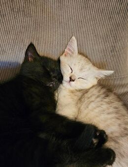 Liebevolles Duo sucht neues Zuhause. Nur zusammen - Bochum