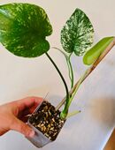 Monstera deliciosa Mint in 35274