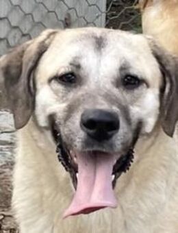 MONICA - unser Dickerchen - Dänischenhagen