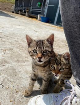 Katzenbabys abzugeben! - Meschede (Kreis- und Hochschulstadt)