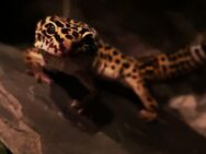 Leopardgecko abzugeben - Amberg