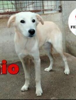 junger Retriever Mischling Taio sucht... - Margetshöchheim