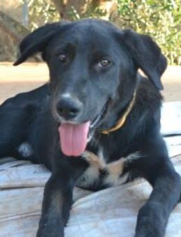 Harrison mag Menschen, Hunde, Katzen - Mettmann