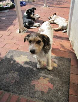 Junge Terrier Jack Russel Mischlingshunde abzugeben - Thuine