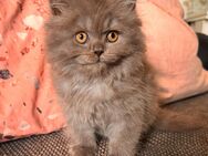 1 Britisch Langhaar Kater sucht Königreich - Hechthausen