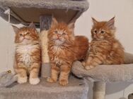 Maine Coon Kitten mit Stammbaum - Kipfenberg