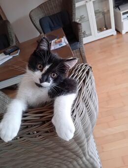 Main coon- Mix Kätzchen - Seehof